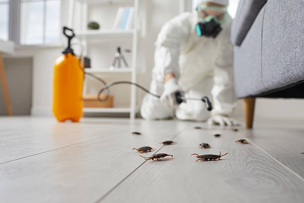 Affordable Termite Control solutions in Halsey, OR